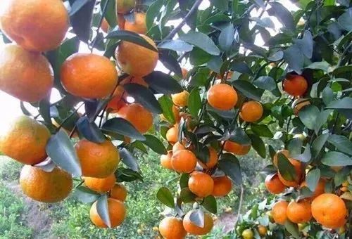 柑橘最新价格背后的温馨友情故事
