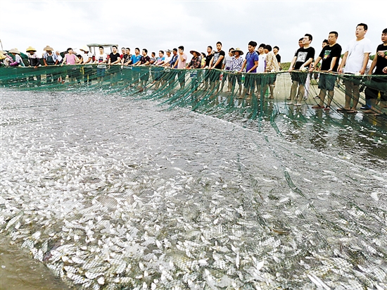 上海最新钓场，鱼跃人欢，梦想起航，体验自信与成就感的垂钓之旅