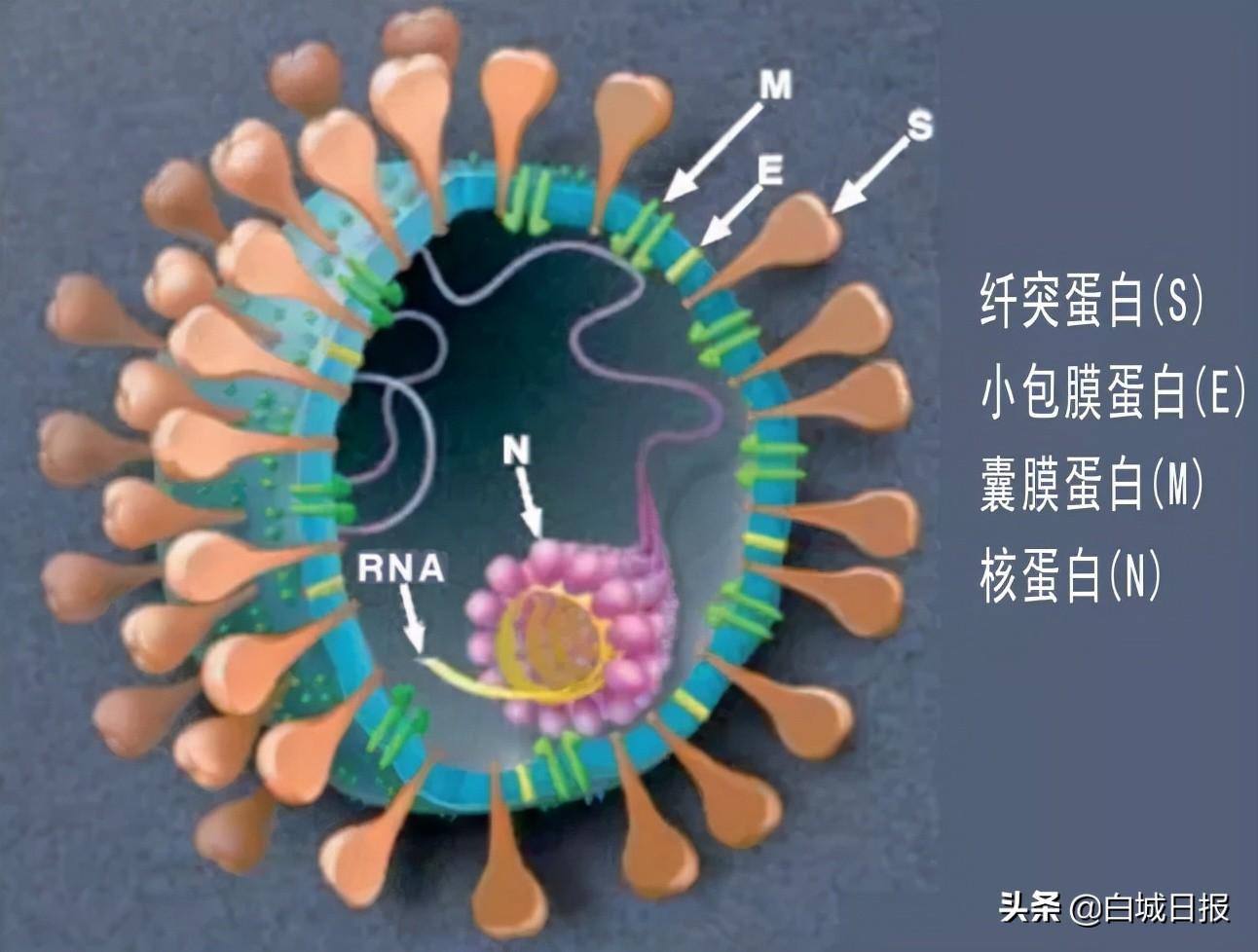 江苏冠状病毒最新疫情下的励志故事，自信与成就感的蜕变之路