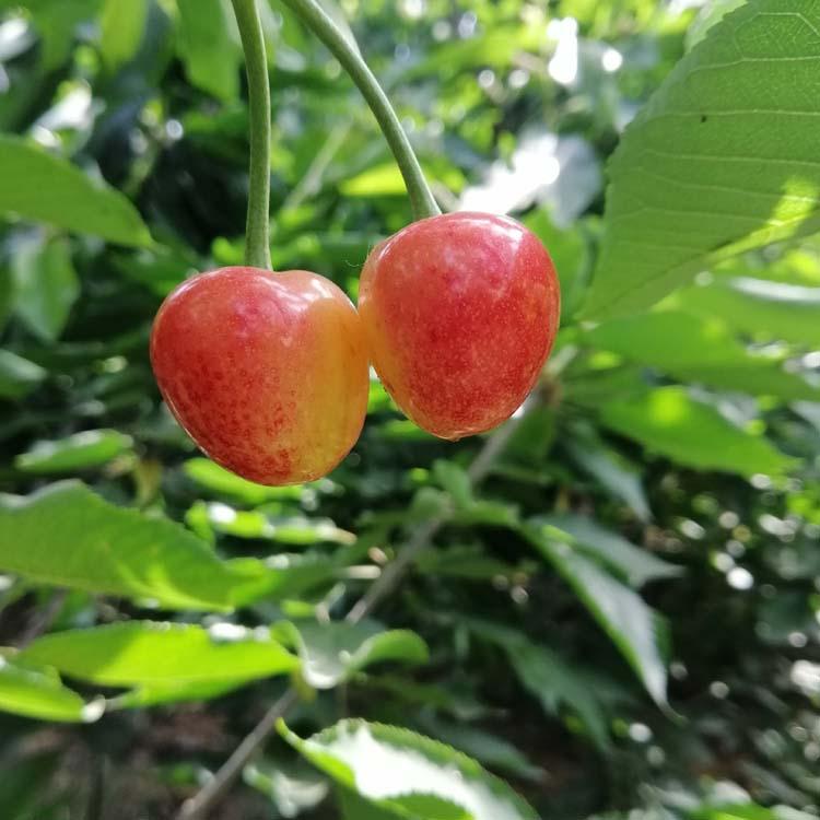 儿童教育 第170页